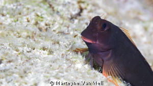 A blenny close-up at "Something Special" in Bonaire by Marteyne Van Well 